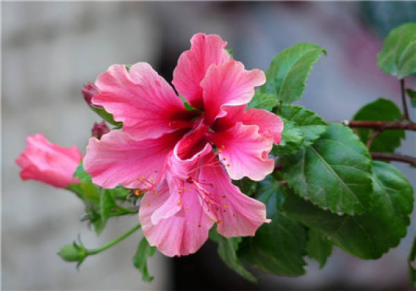 Cuttage Propagation Time of Hibiscus