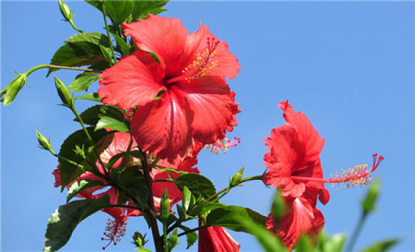 Hibiscus rosa-sinensis cuttage propagation method