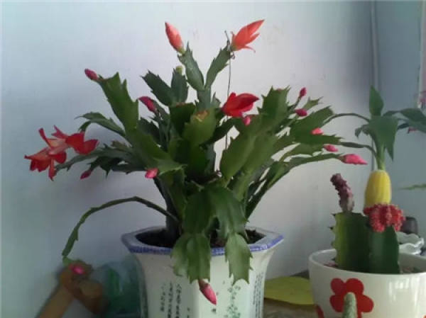 Zygocactus japonicus
