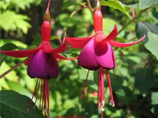 Zygocactus japonicus
