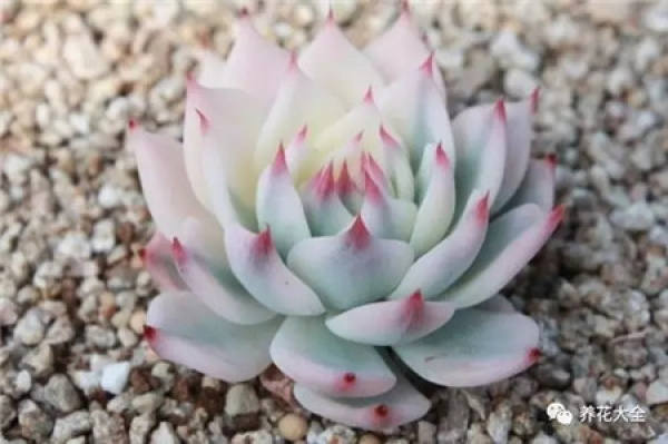 Zygocactus japonicus