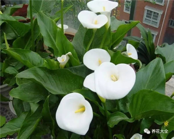 Common Calla Lily