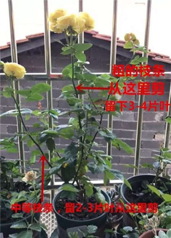 Chinese rose