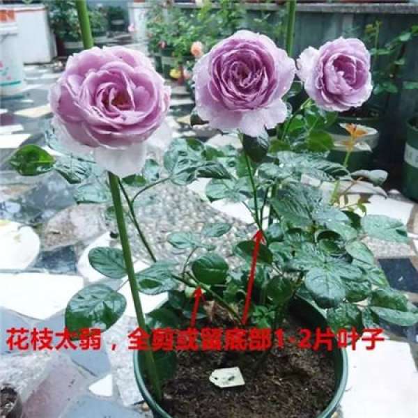 Chinese rose