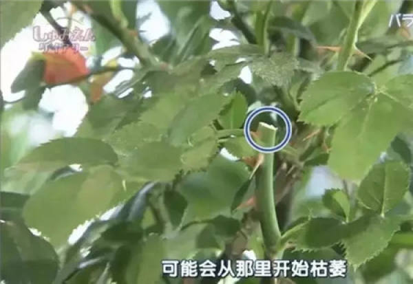 Chinese rose