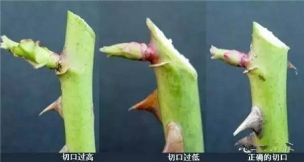 Chinese rose