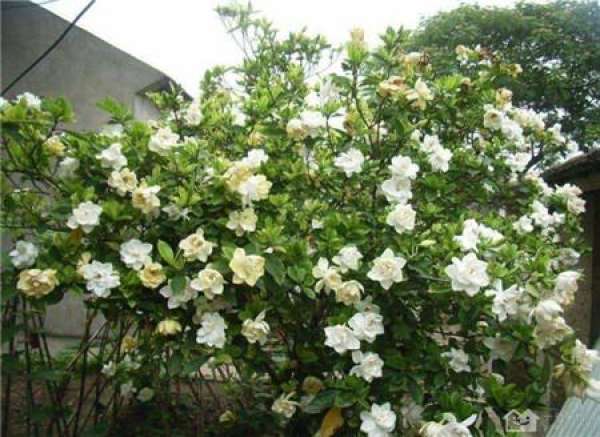 Chinese rose