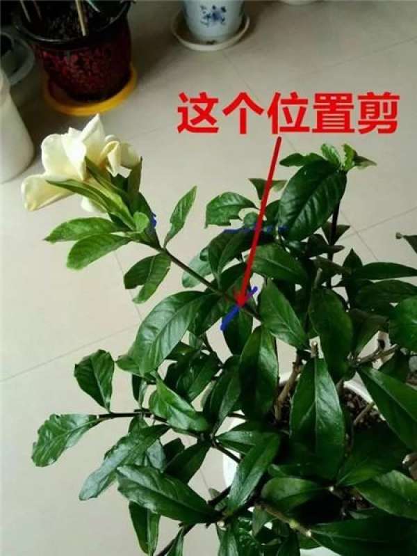 Chinese rose