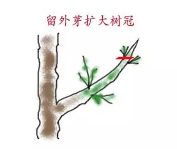 Chinese rose