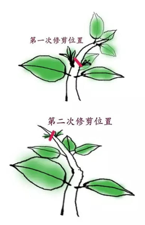 Chinese rose