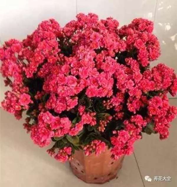 Chinese rose