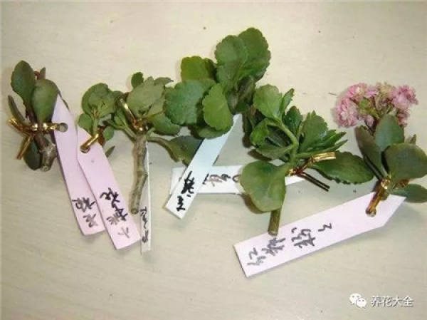 Chinese rose