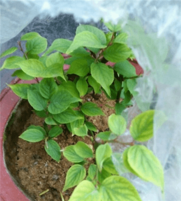 Plum blossom cuttage