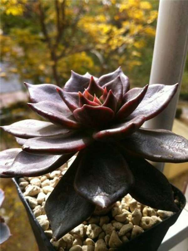 appreciation of black Prince pictures appreciation of black Prince pictures