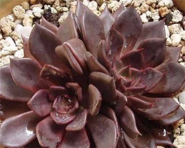 appreciation of black Prince pictures appreciation of black Prince pictures