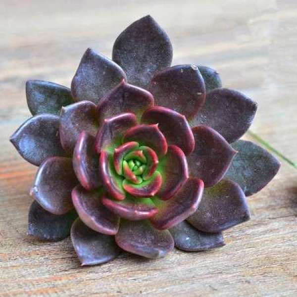 Appreciation of the Black Prince Appreciation of the Black Prince