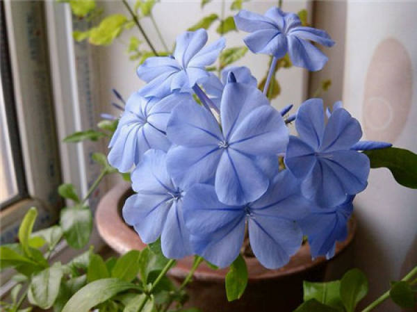 cutting propagation time of blue snowflake