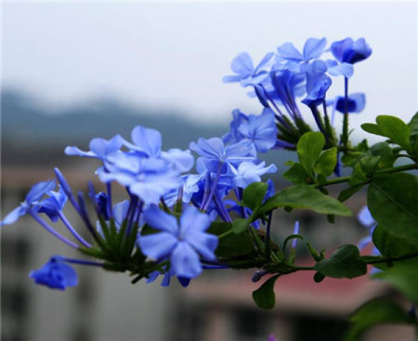 Blue snowflake cut propagation method