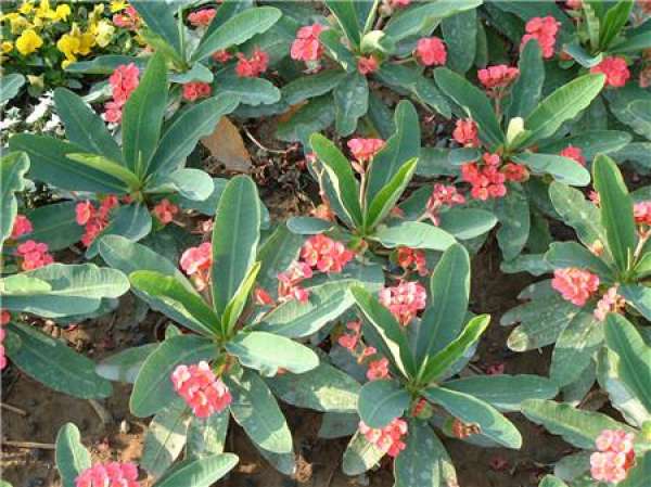 propagation time of kylin cuttage propagation time of kylin cuttage