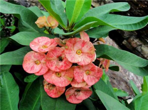 Kylin flower cutting propagation method