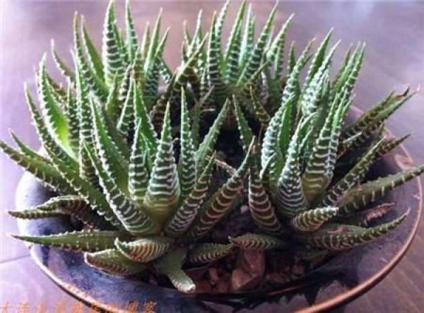 Striped twelve-volume cuttage propagation method