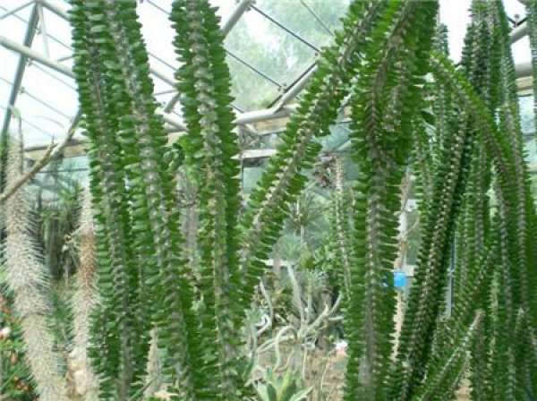cutting propagation time of Aralia