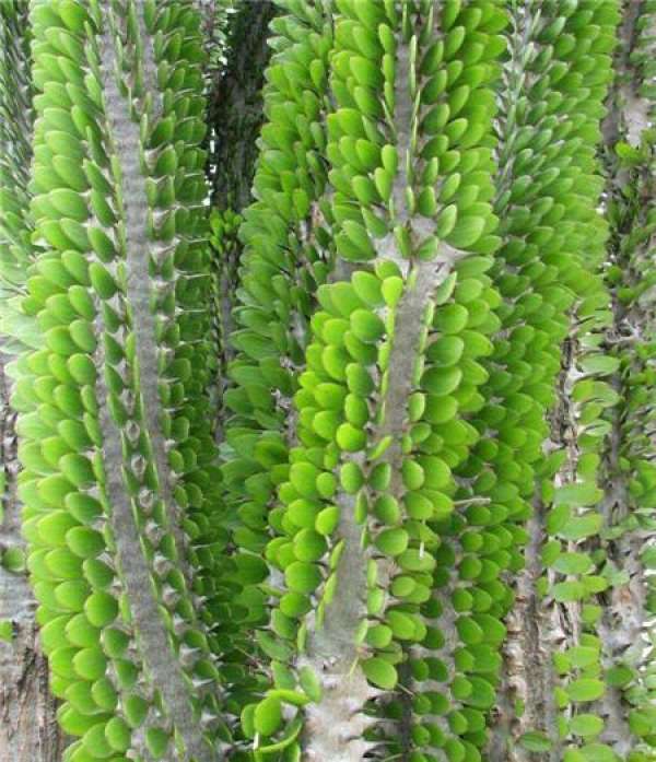 Yalong wood cuttage propagation method
