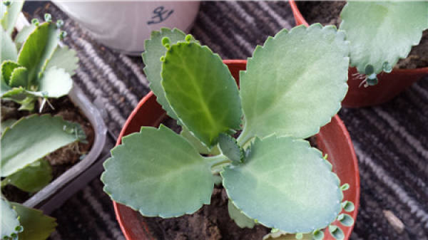Cutting Propagation Time of Broad-leaf Immortalized Bird
