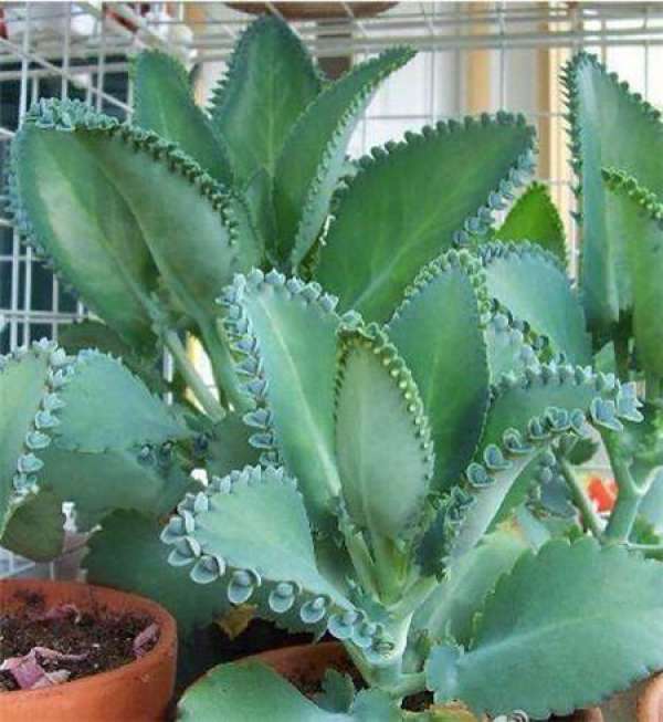 Broad-leaf immortal bird cut propagation method