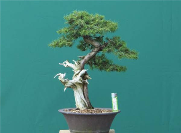 Protection of Stem and Branch of Juniper Bonsai