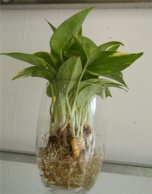 Main point of changing wat for hydroponic scindapsus aureus