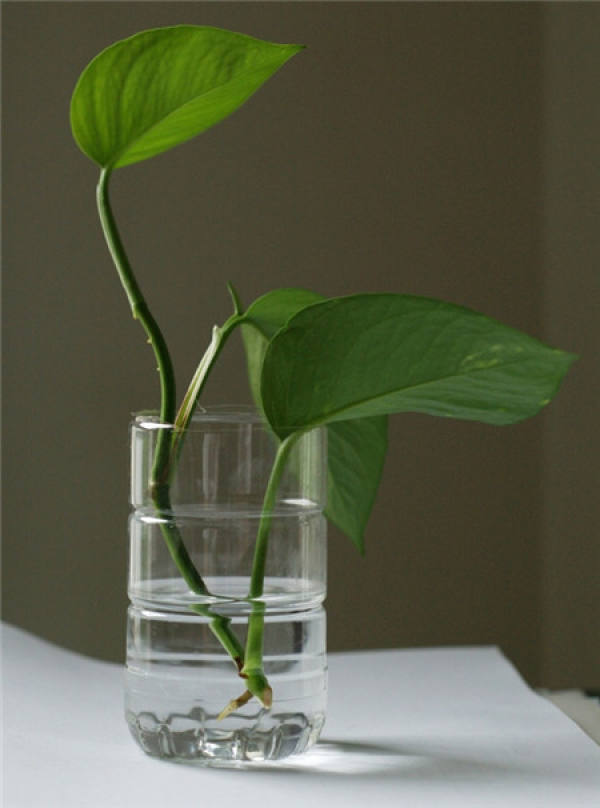 Main point of changing wat for hydroponic scindapsus aureus