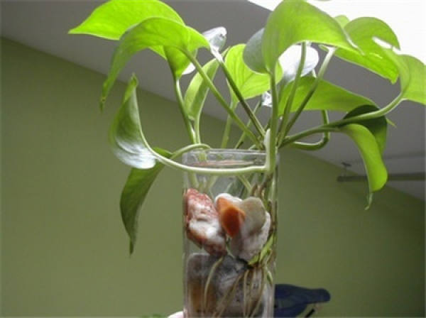 Points for attention in changing water for hydroponic scindapsus aureus