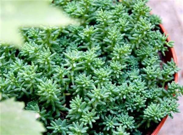Rorippa tenuifolia
