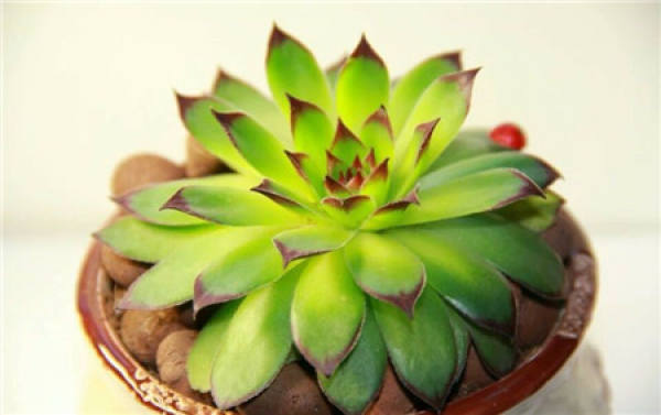 Rorippa tenuifolia