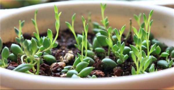 Rorippa tenuifolia