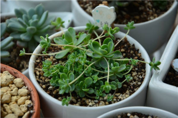Rorippa tenuifolia