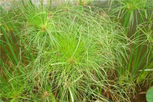 propagation time of papyrus cutting