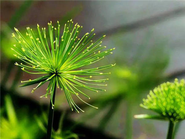 Cutting propagation method of papyrus
