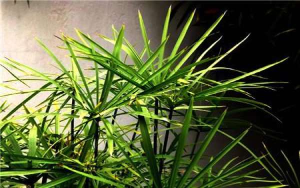 cutting propagation time of Cymbidium