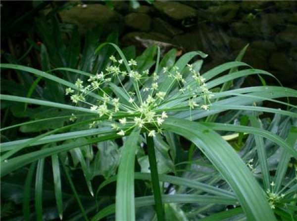 Umbrella grass cutting propagation method