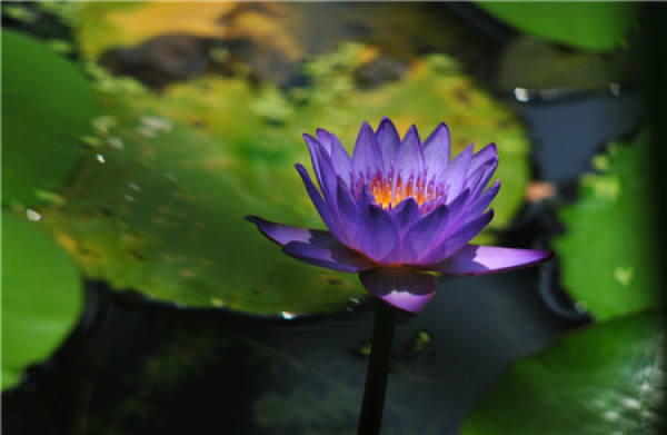 cutting propagation time of water lily