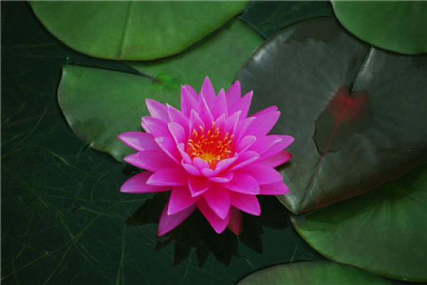 Water Lily cuttage cultivation method