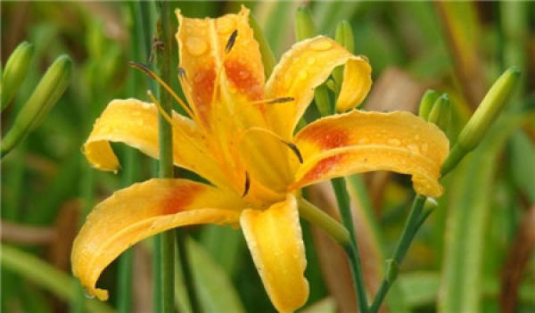 Hemerocallis cutting propagation time