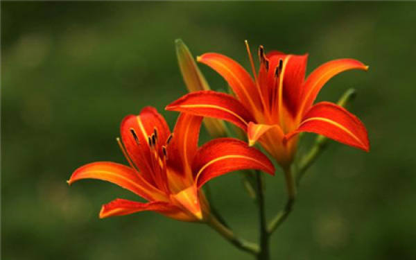 Hemerocallis cuttage propagation method