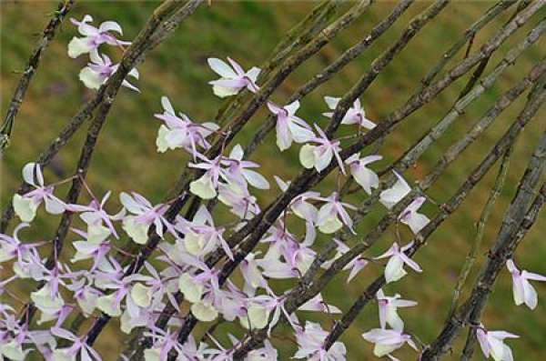Cutting propagation time of Dendrobium tiangongense