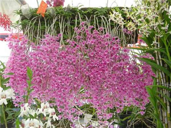 Dendrobium tiangongense cuttage propagation method