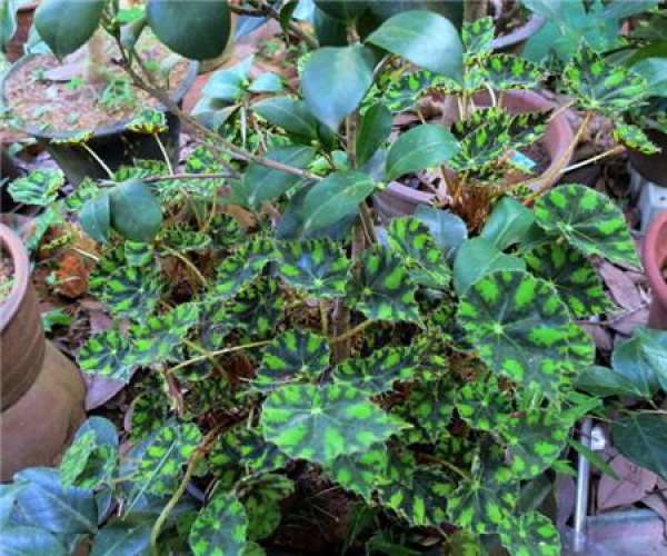 Cuttage propagation method of begonia tigrina