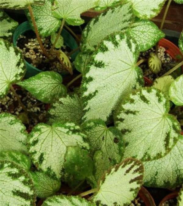 cutting propagation time of Begonia crabapple
