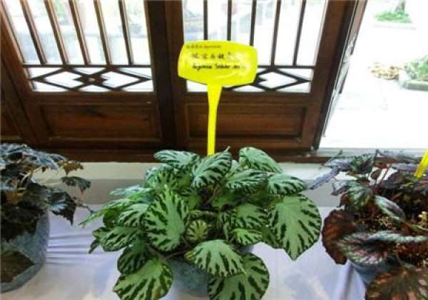 Ilver gem begonia cutting propagation method